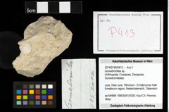 Foto (Objekt + Etiketten) von Goniodromites sp. 